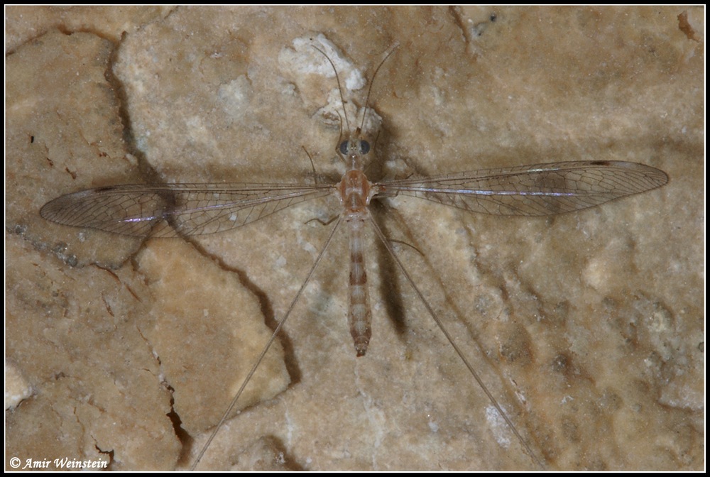 Dielocroce hebraea from Israel